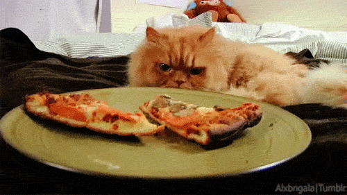 cat looking at pizza